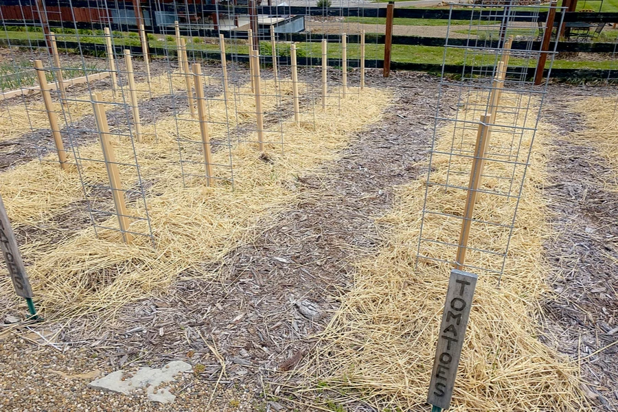 Fence Panel - Stake Tomatoes - Best tomato supports