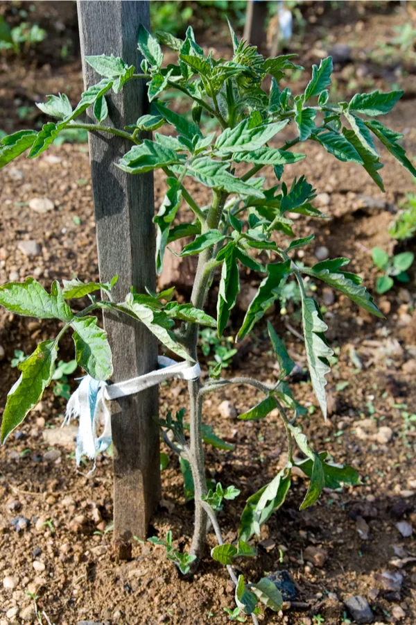 staking tomatoes early