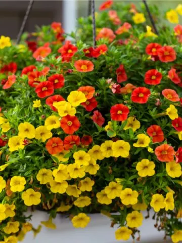 best hanging basket varieties to grow