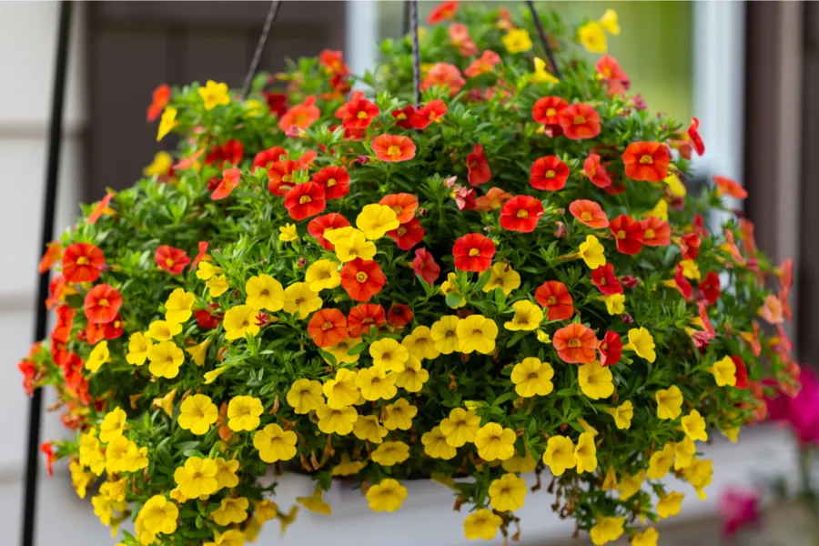 best hanging basket varieties to grow