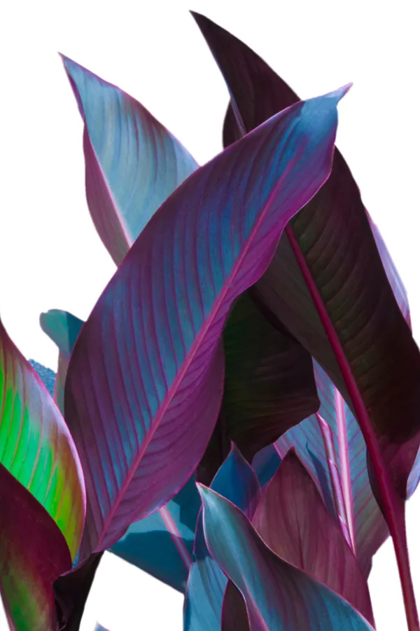 foliage of cannas