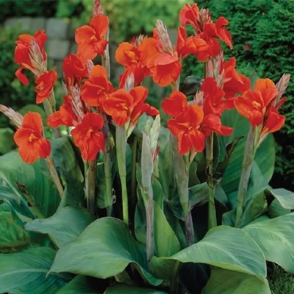 canna president