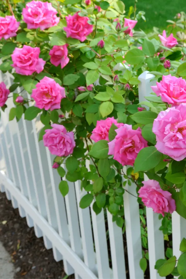 pink climbing rose bush