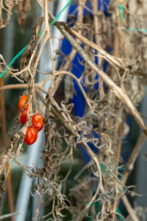 Indertiminate roma tomato