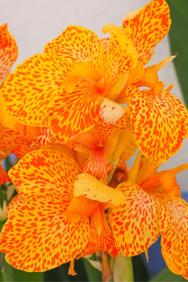 growing canna lilies