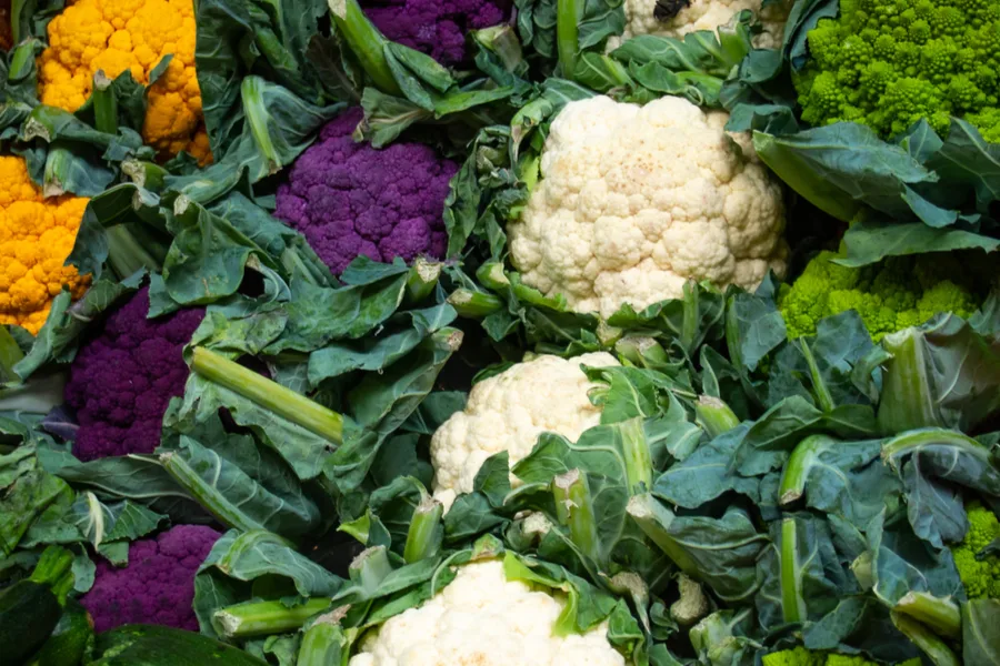 how to grow cauliflower