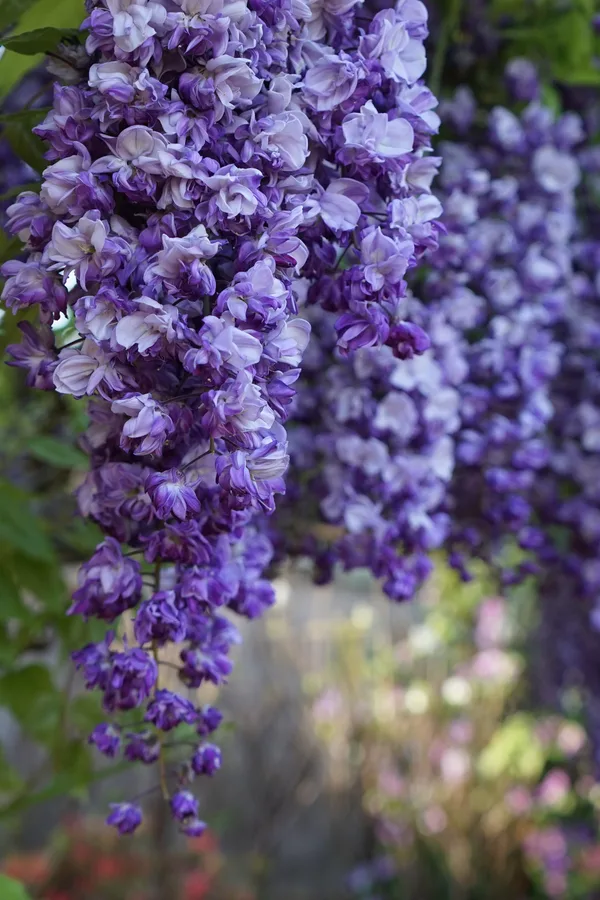 wisteria blooms