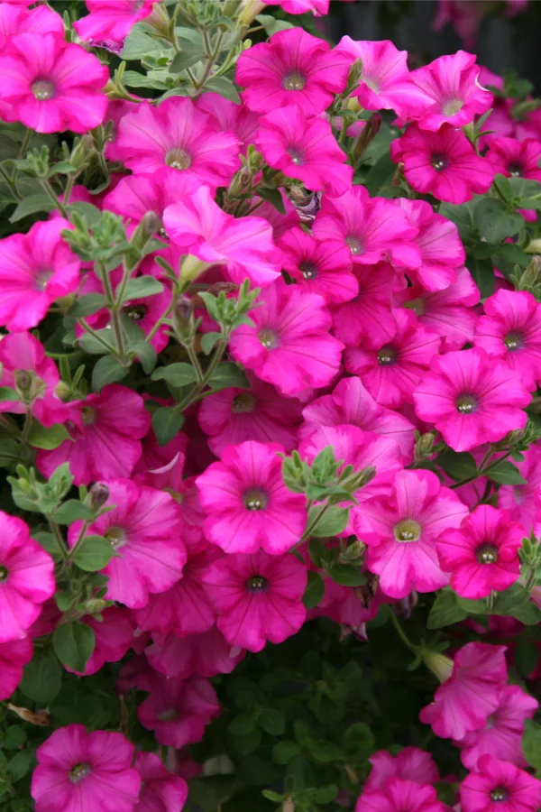 best way to fertilize baskets