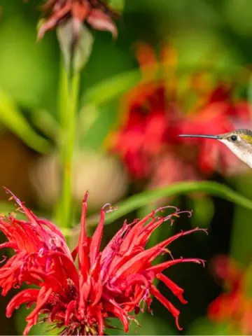 how to attract hummingbirds