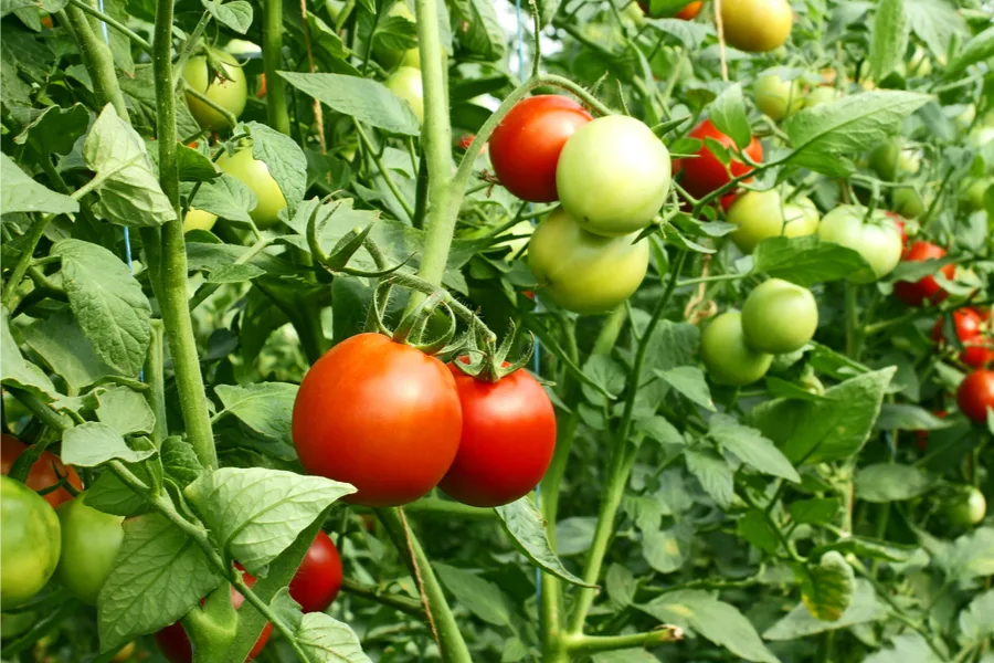 how to best support tomato plants