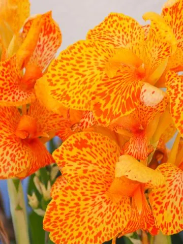 how to grow cannas