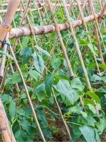 growing pole beans