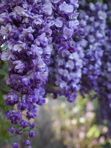 how to grow wisteria