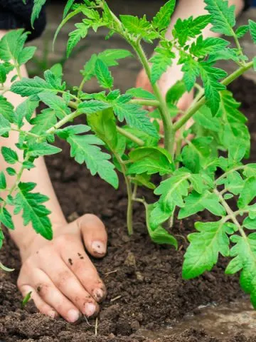how to plant tomatoes right