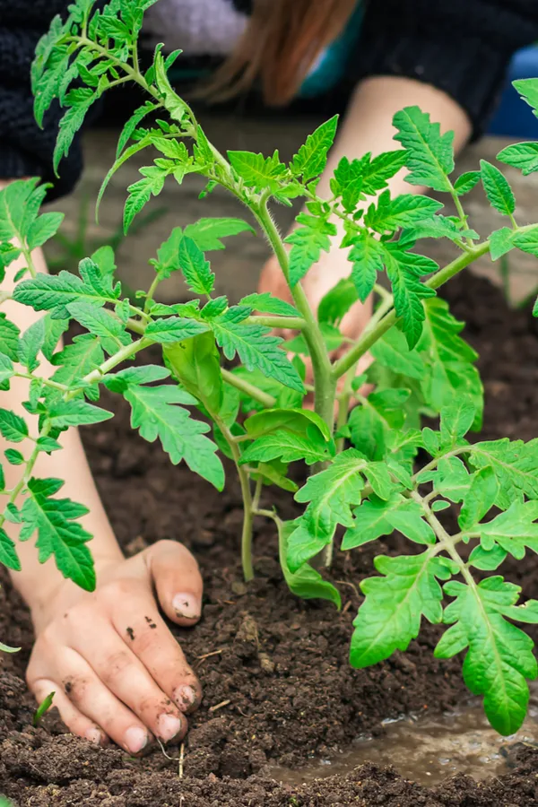 when to plant tomatoes
