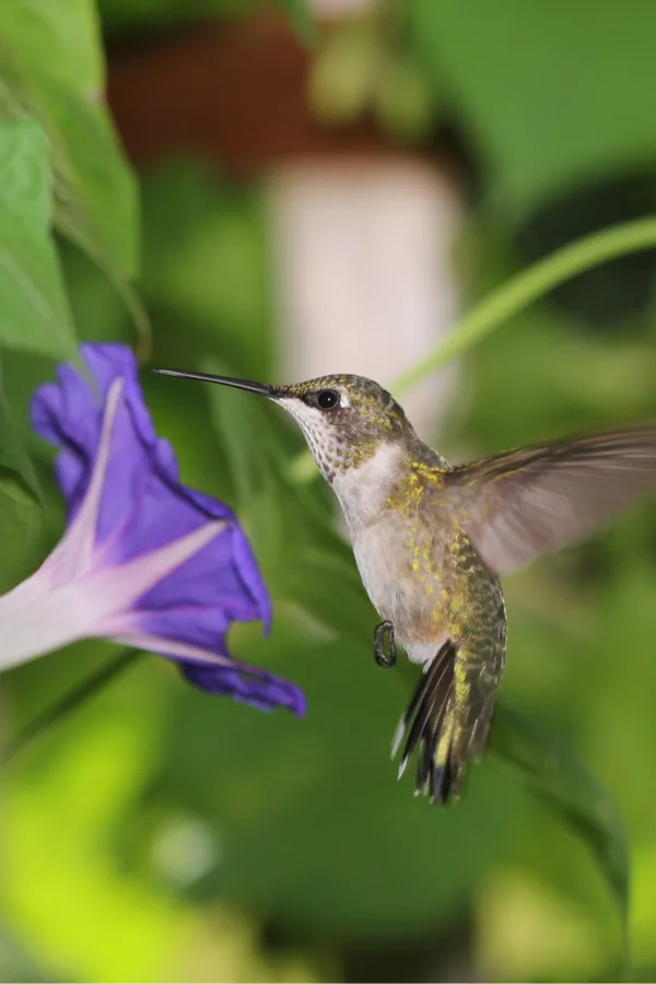 petunias and humminbirds