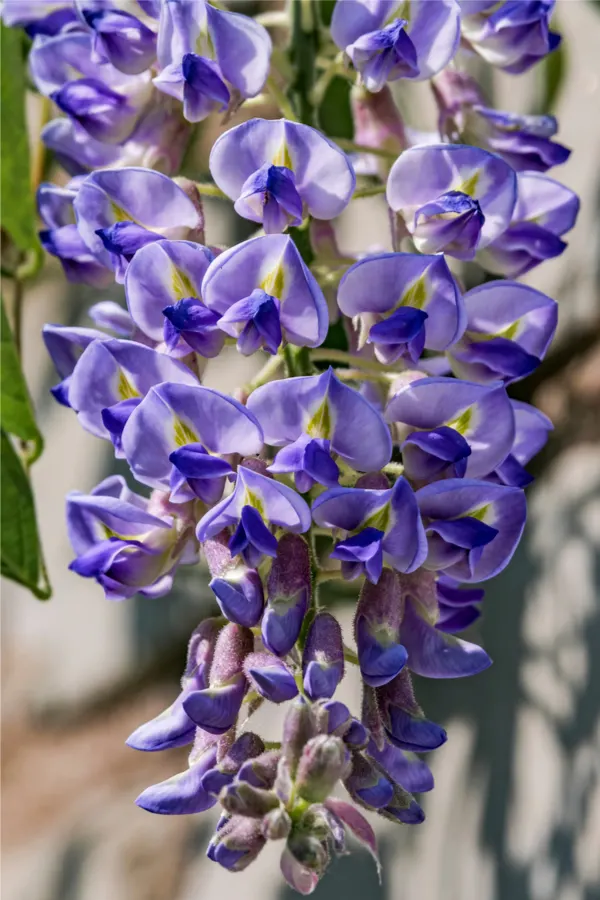 Kentucky Wisteria