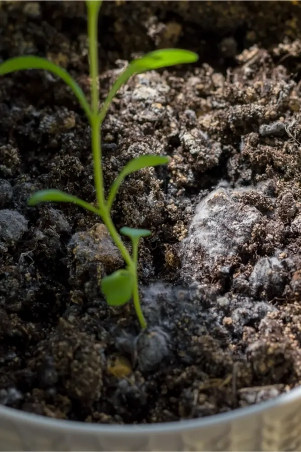 mold on potted plants