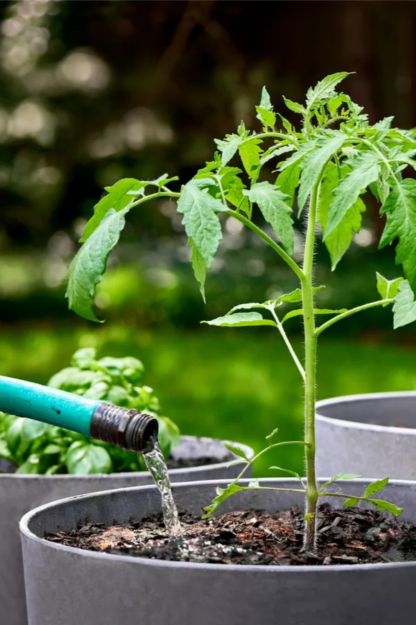 tomato - basil in pots