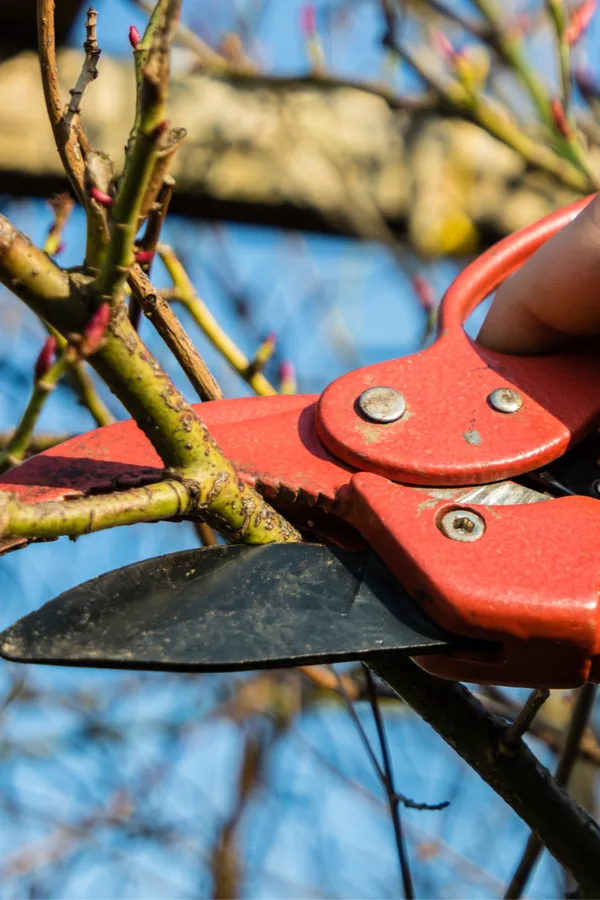 Pruning wisteria - winter