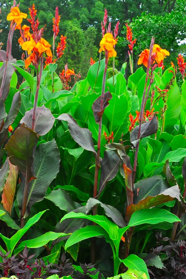 how to grow cannas