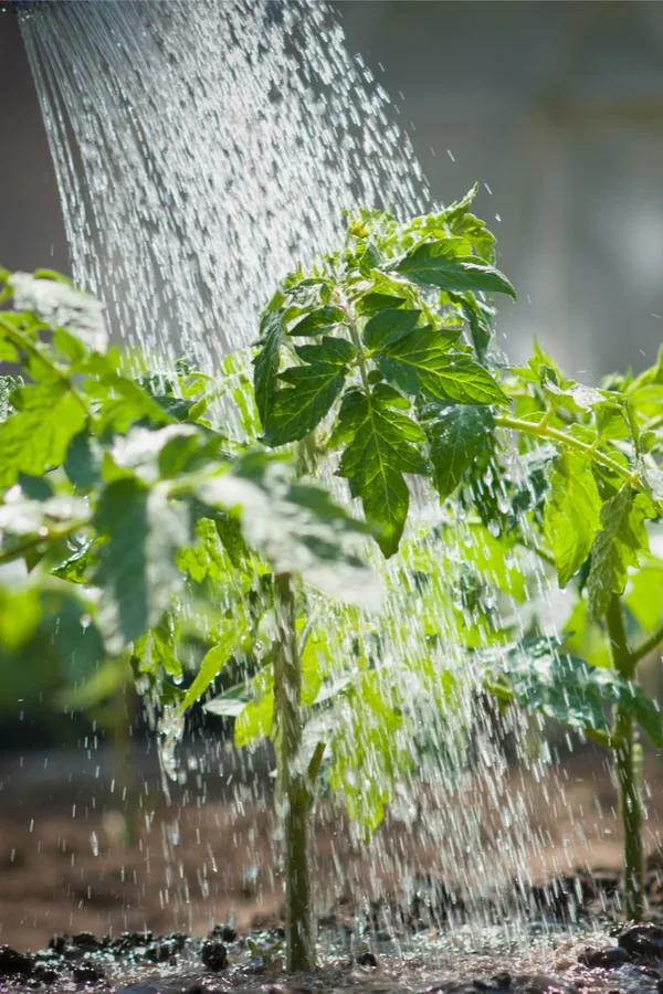 watering tomato plants