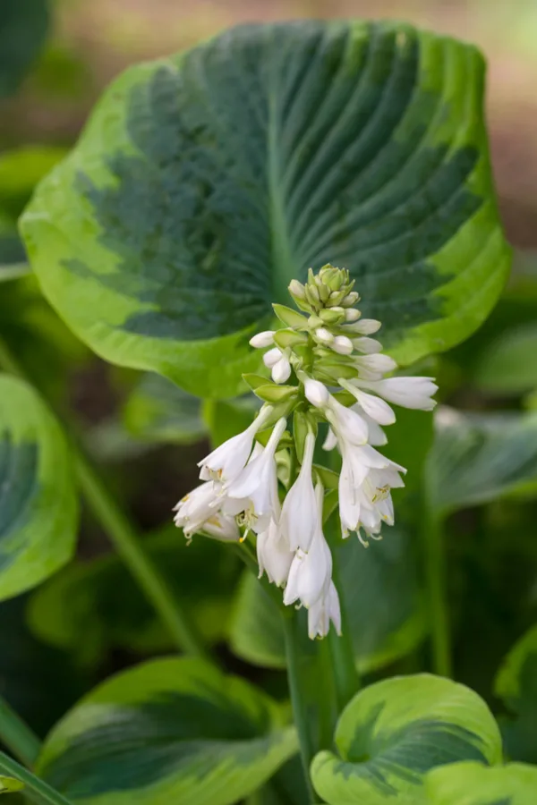 Unique Hostas To Grow - Francis Williams
