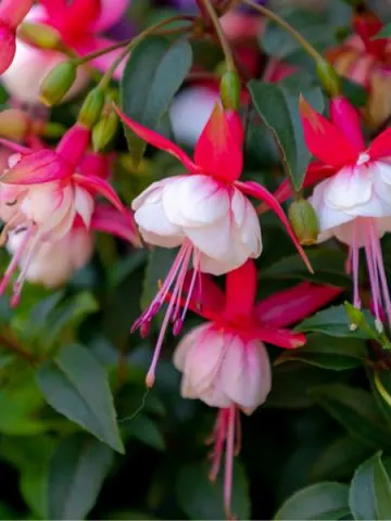 how to keep fuchsia blooming
