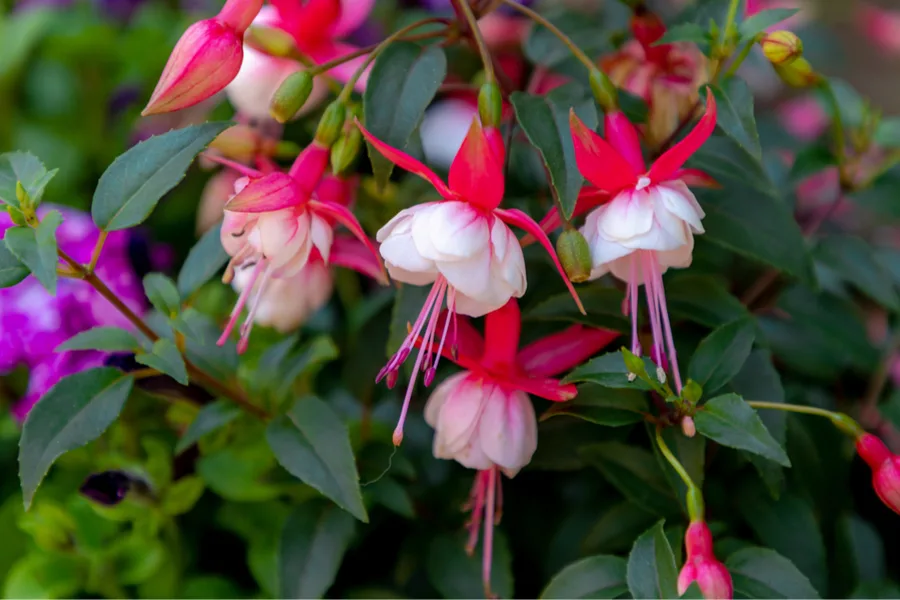 how to keep fuchsia blooming