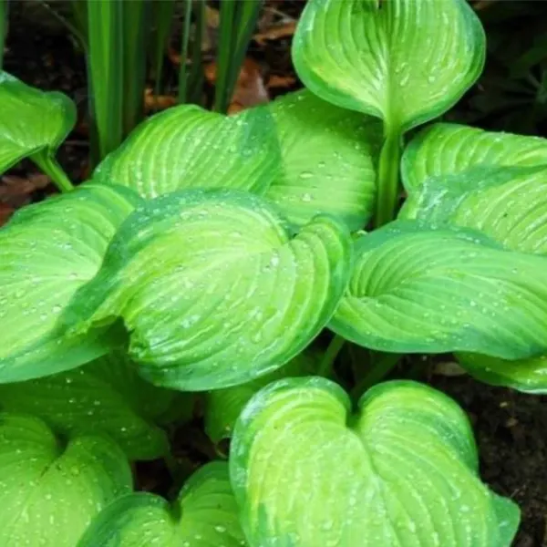 Guacomole Hosta - Unique Hostas To Grow