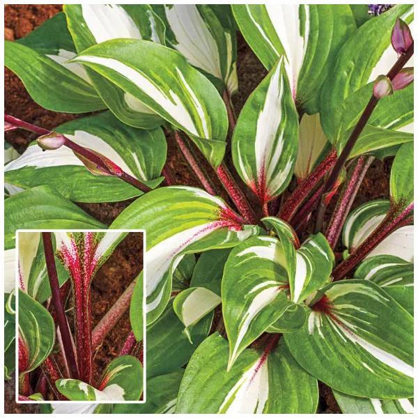 raspberry sundae hosta