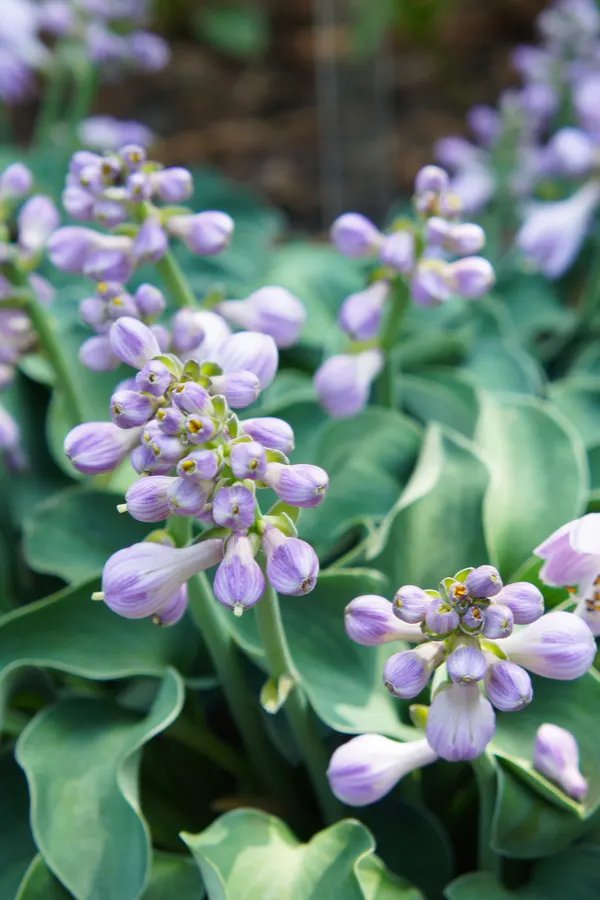 uniuqe hosta plants