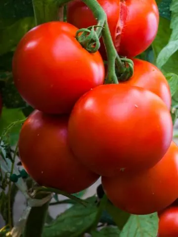 fertilize tomato plants with compost