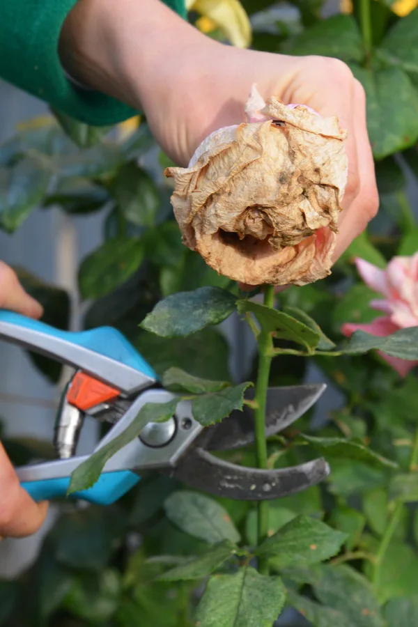 pruning a rose