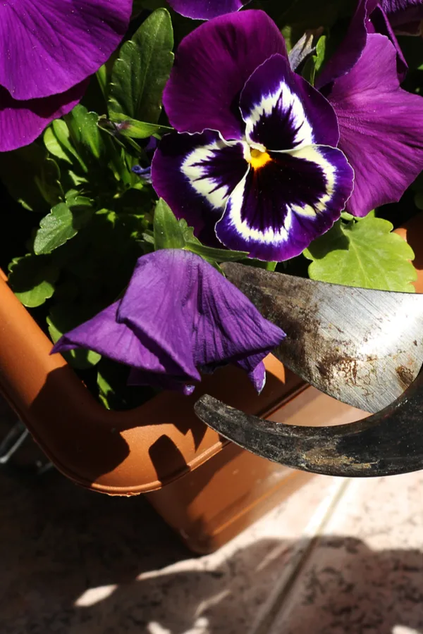 how to deadhead annuals and perennials
