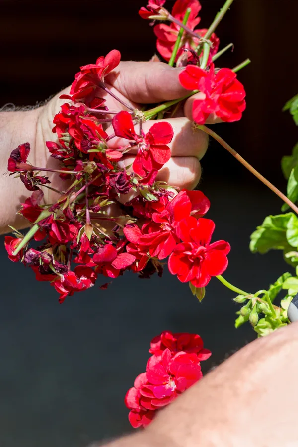 deadheading a geranium