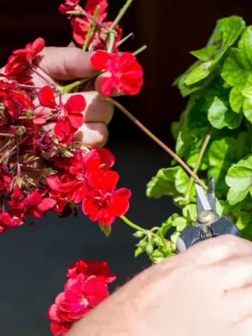 the art of deadheading annuals and perennials