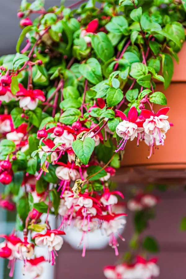 blooming fuchsia