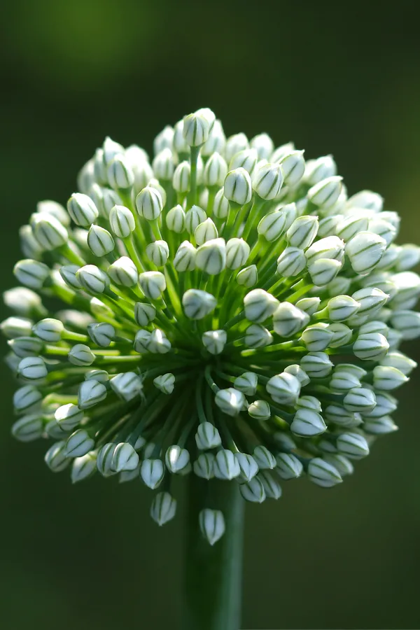 seed head - biennial crop