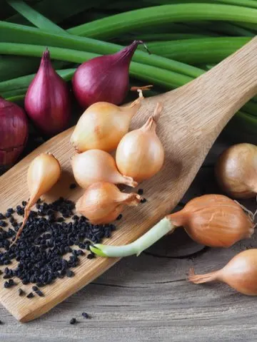 planting onion seeds or onion sets