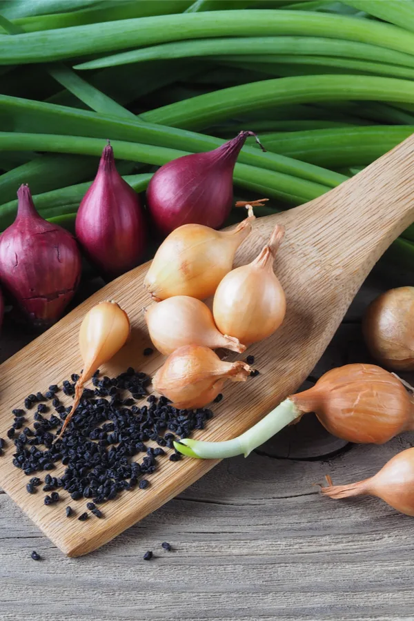 onion sets and onion seeds