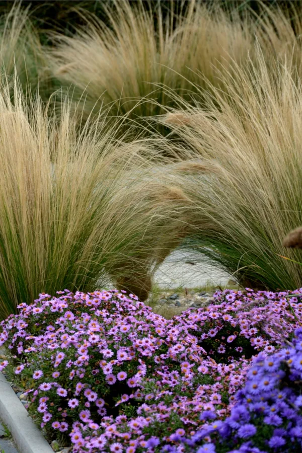 ornamental grasses in flowerbeds