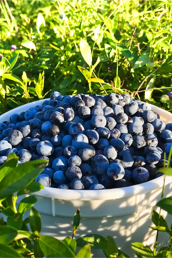 picking blueberries