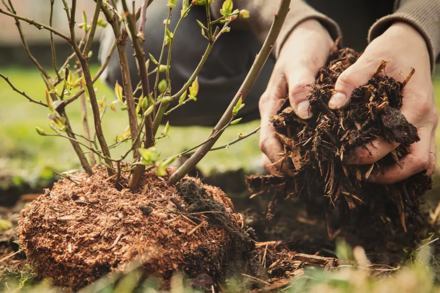 amending the soil - how to plant blueberry bushes