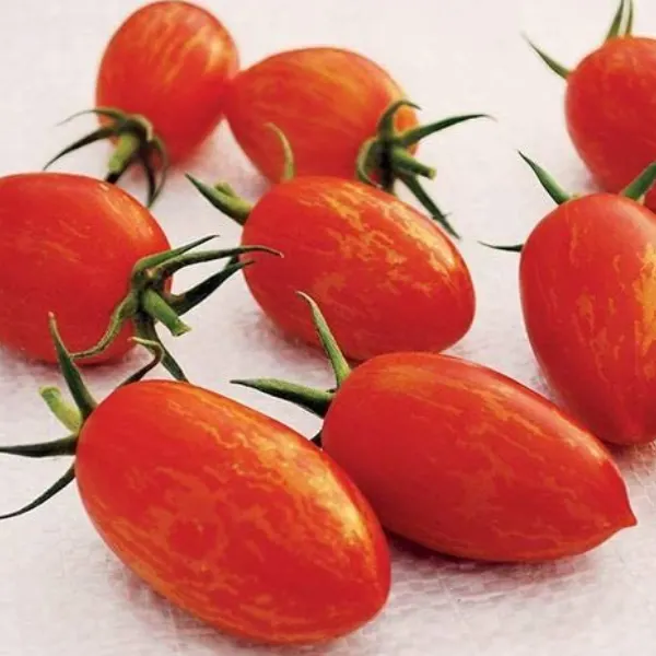 tomatoes to grow on a patio