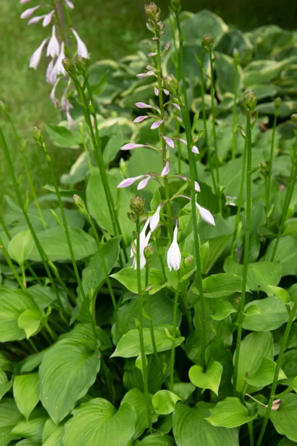 how to deadhead perennials - hostas