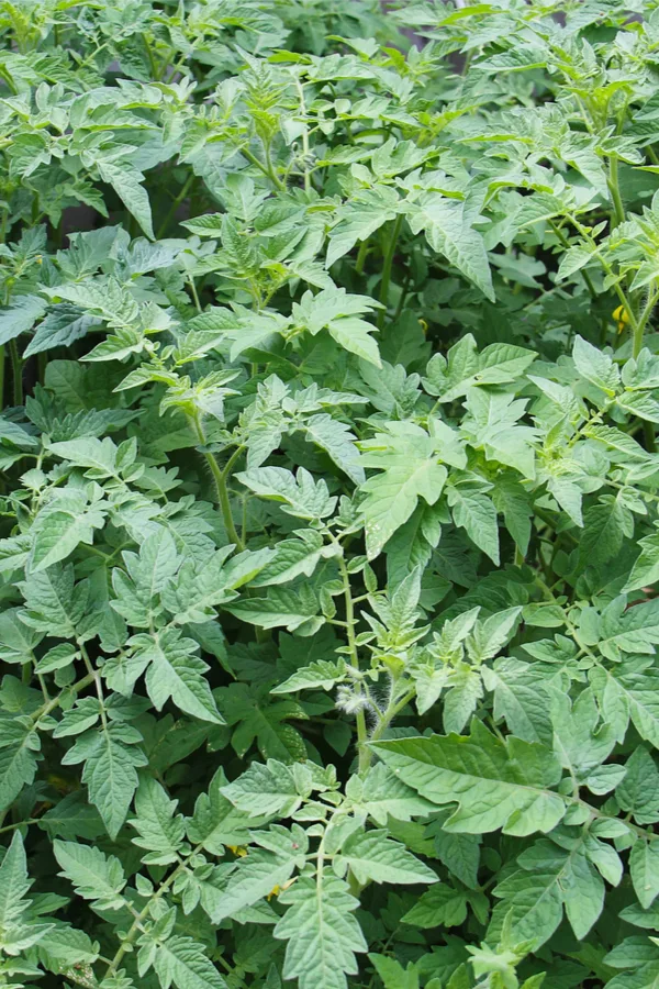 over fertilizing tomatoes