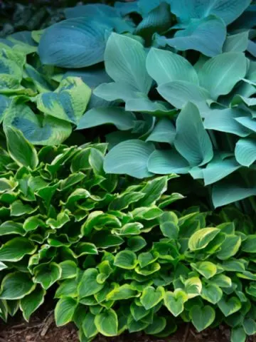 unique hosta plants