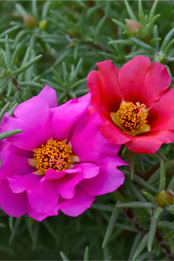container plants