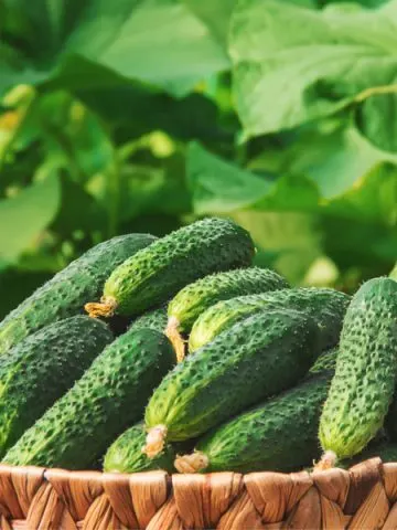 companion plants for cucumbers